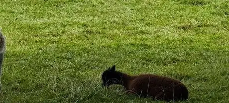 Photo de Kutsch - und Ponyhof P. Hartmann