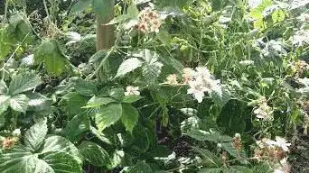 Photo de Jardin botanique de Briollay
