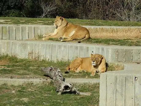 Photo de Leones