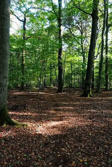 Photo de De Kathedraal van het Munnichsbos