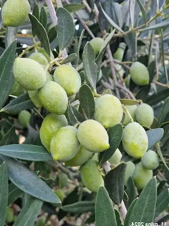 Photo de OLIVE OIL