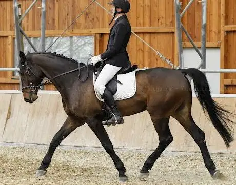 Photo de Reitclub Tulln