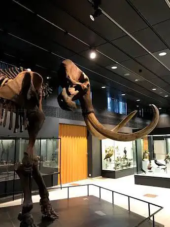 Photo de Musée paléontologique de Zurich
