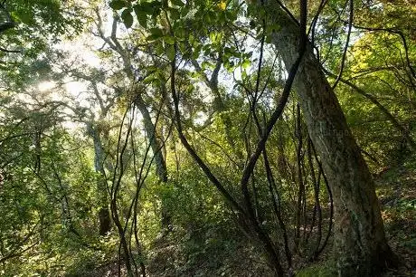Photo de Milvoz - Bio-Reserva Senhora da Alegria