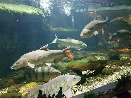 Photo of Maison du Saumon et de la Rivière