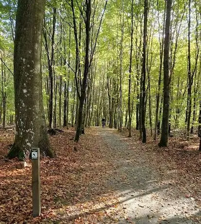 Photo de Torups bokskog