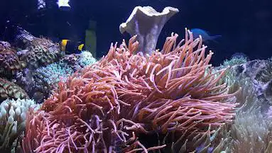 Photo de Wasserbillig Aquarium
