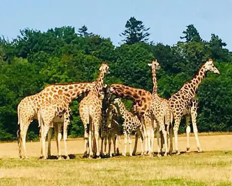 Photo de Knuthenborg Safaripark