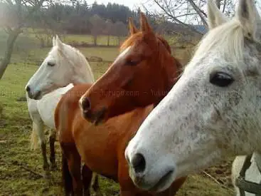Photo de Domaine Equestre du Val d'Isable