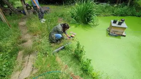 Photo de Kingston Edible Forest 2100