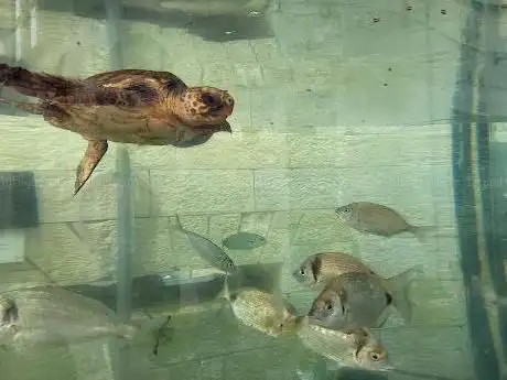 Photo of Aquarium Pula