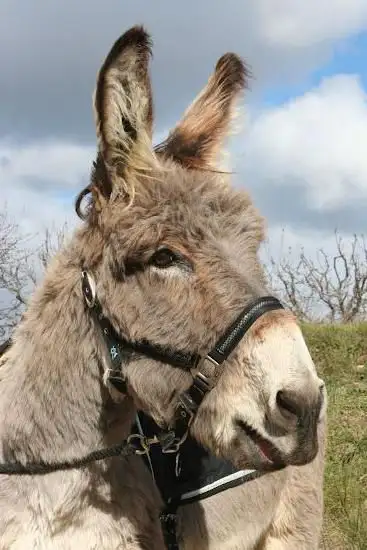 Photo de Venasqu' Anes