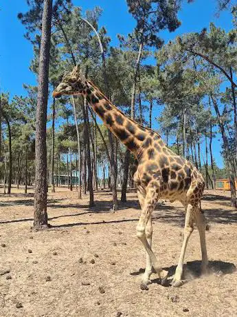 Photo de Badoca Safari Park
