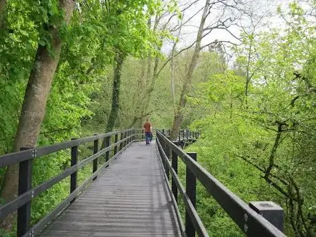 Silaire Wood