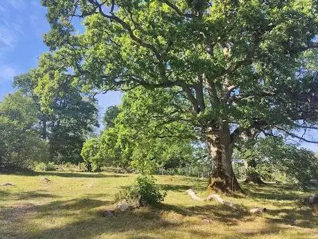 Photo de Libbhults ängar