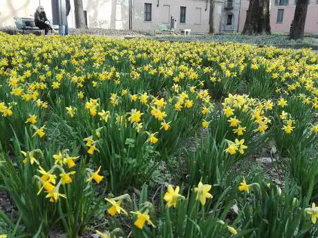 Photo de Piazza Delle Rose