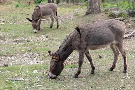 Photo de Recinto dos Burros da Toxa