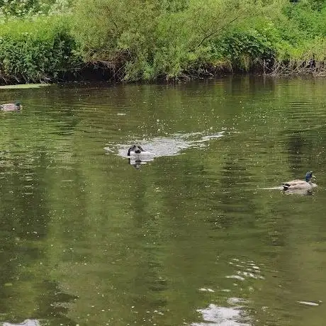 Foto de Lagan Valley Area of Outstanding Natural Beauty