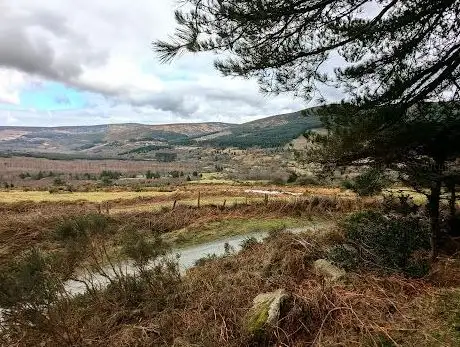 Lackan Wood  Knockree Hill