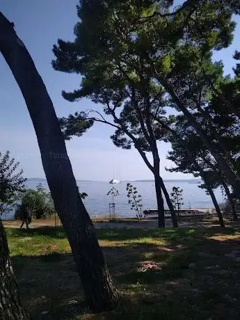 Photo de Small Forest by the Beach