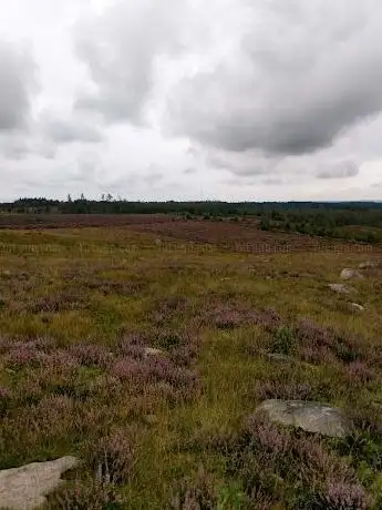 Photo de Mästocka ljunghed