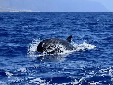 Photo de Whale Watch Tenerife SL
