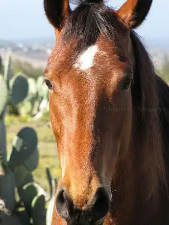 Photo de Pegasus Riding School