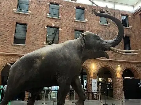 Photo de Muséum de Toulouse