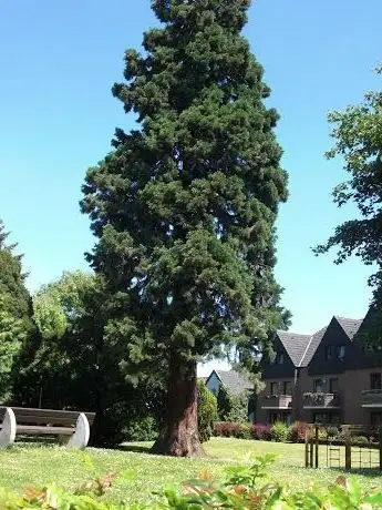 Photo de Kalifornischer Mammutbaum