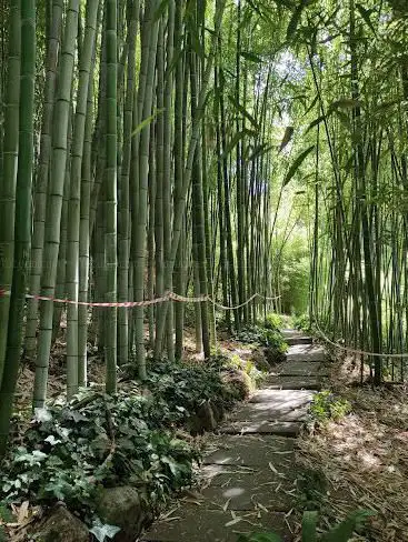 Photo de Botanical Garden of Rome