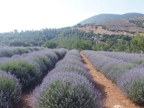 Photo de LAVANTA DÜNYASI