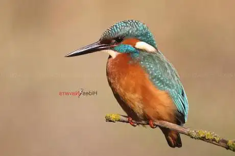 Photo de Hides Navarra