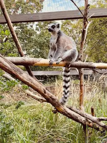 Photo de Monkey Valley - London Zoo