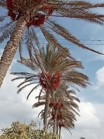 Photo de نوبارية سيشن
