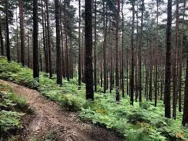 Photo de Swinley Forest