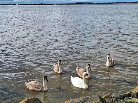 Broadmeadow Estuary