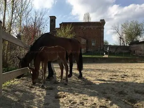 Photo de Scuola di Equitazione San Clemente