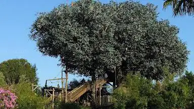 Photo de Swiss Family Treehouse 1992