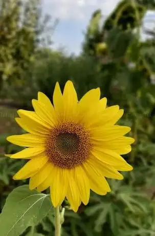 Photo de Kleingartenanlage Sommerbadsiedlung