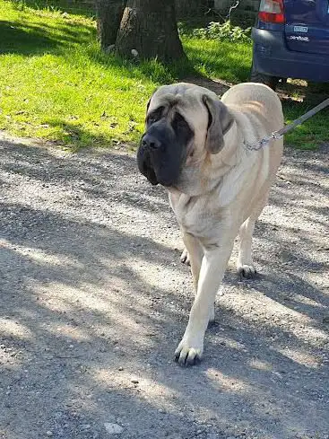 Foto de Cyno-club Goussainville