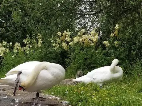 Photo of WWT London Wetland Centre