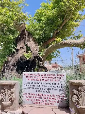 Photo de Tarihi çınar
