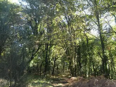 Photo de Carballeira de Agromaior