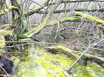 Photo de Sentier du Marais d'Andryes