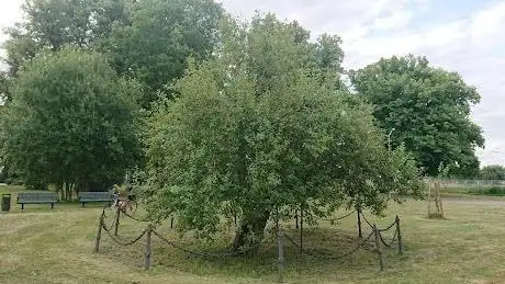 Photo de Säfstaholms Äpplet