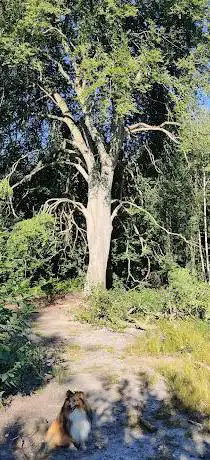 Photo de Arbre chéri