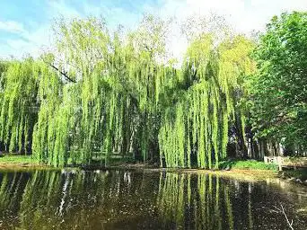 Photo de Public Garden