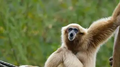 Photo de Monkey Haven - Primate Rescue Centre