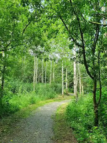 Corrog Wood