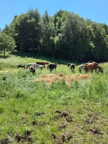 Photo de Kinderreitschule Fränkische Schweiz